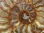 Split Ammonite Half - Agatized #12461-1